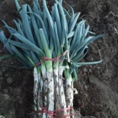 山东长白大葱小叶子货产地直发无花骨