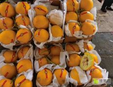 银川四季鲜市场黄甜瓜代办代销