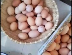 鄂尔多斯散养土鸡蛋