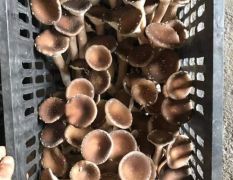食用菌猪肚菇大量批发 自家种植