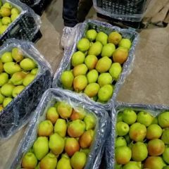陕西精品红香酥梨产地价格批发