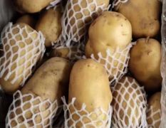 大量供应冷库储存荷兰十五土豆