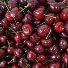 大连美早大樱桃 国产车厘子