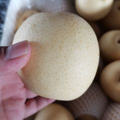白皇冠梨 青皇冠梨 现货 质量好 产地直销 一手