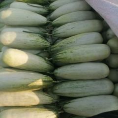 产地甜瓜已上市 品种多货量大