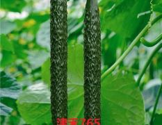 津禾765——耐热强雌黄瓜品种