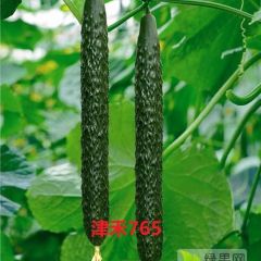 津禾765——耐热强雌黄瓜品种