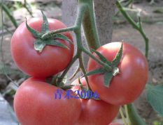 青禾2006——适应性极强的粉果番茄