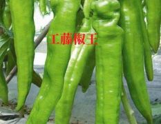 工藤椒王——抗病高产羊角椒