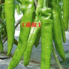 工藤椒王——抗病高产羊角椒