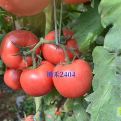 锄禾2404——抗病性极好可越冬的粉果番茄