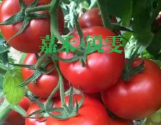 嘉禾-锐雯——南方秋延越冬大红果番茄！