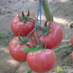 夏雨禾-15——早春秋延早熟番茄