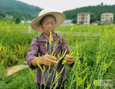 贵州4800亩鲜黄花菜，寻找长期经销商