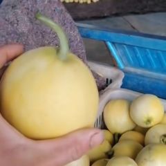 山东费县万亩甜瓜基地