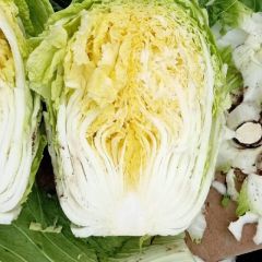 沂南大棚工棚黄心梅锦白菜