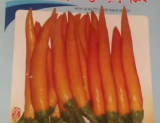 早熟单生橘黄色朝天椒—聚源黄椒