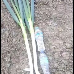 江苏启东大葱，量大，欢迎联系