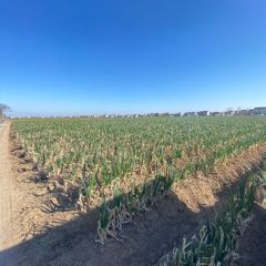 大葱大量供应，量大