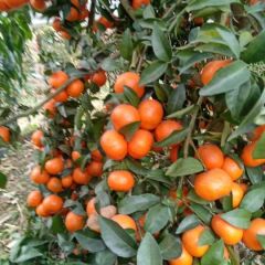 沙糖桔 产地直销，一手货源。