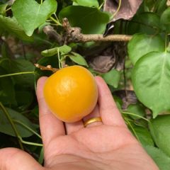 陕西纸袋金太阳杏产地