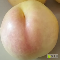 绿色生态一果多味桃