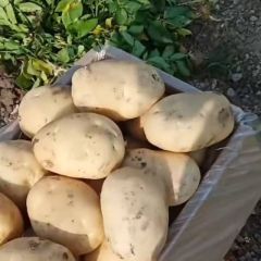 芒市土豆大量上市了