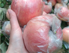 山西冰糖心苹果出库中，75以上1元/斤左右。