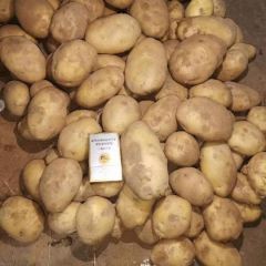 陕北陇七剩余不多，要的联系