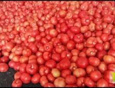 赤峰市松山区大庙镇硬粉西红柿大量现货