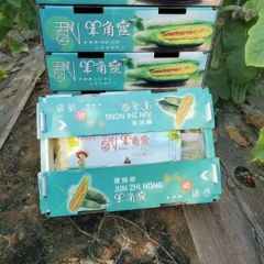 山东寿光圣女果羊角蜜主产区，适合电商、社区团购