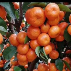 广西崇左市江州区沙糖桔上市了