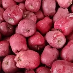 甘肃花牛出库供应