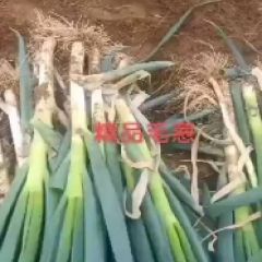 福建漳州市铁杆钢葱产地直发