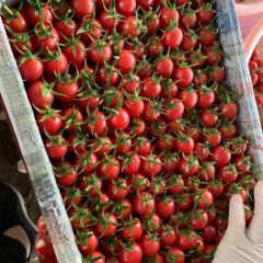 山东莘县燕店圣女果基地，千禧、粉贝贝大量上市