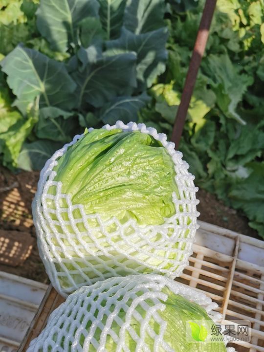 2021年山东济阳紫叶生菜价格