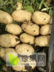 原二代荷兰十五土豆种
