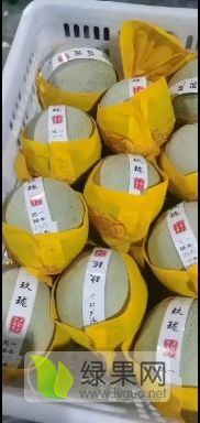 山东鲁厚甜1号网文蜜瓜