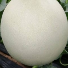 山东莘县玉姑大量上市中。