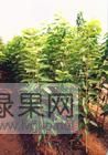 2021年山西绛县樱桃苗价格