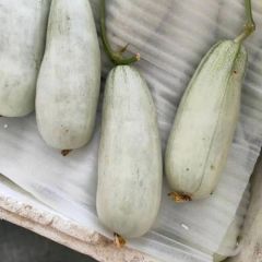 博洋61、9号蜜瓜