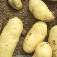 山东安丘荷兰十五：山东省马万宗