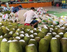 越南前江菠萝蜜产地直发