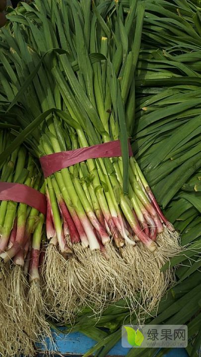 供应万亩优质红根蒜苗大量上市