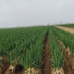 山东大葱 长白大葱