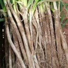 白石岗长白大葱上市