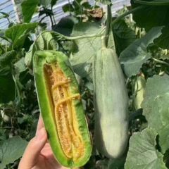 山东滨州博洋61头茬大量上市中