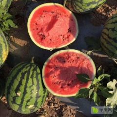 2024年 四川攀枝花西瓜代办代收～云南华坪西瓜代办