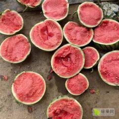 8424 美都麒麟西瓜 产地夏邑 大棚头茬西瓜 诚信代办 代发
