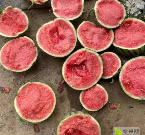 2021年河南夏邑8424西瓜价格
